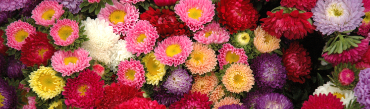 blumen-ostern